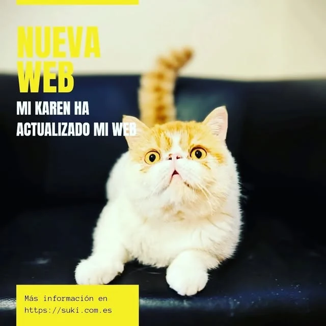 Suki sentado en un sofá, en una composición gráfica que anuncia una nueva web