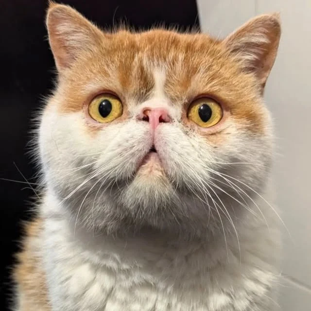 Primer plano de Suki, de pelo blanco y naranja, mirando de frente con sus grandes ojos amarillos
