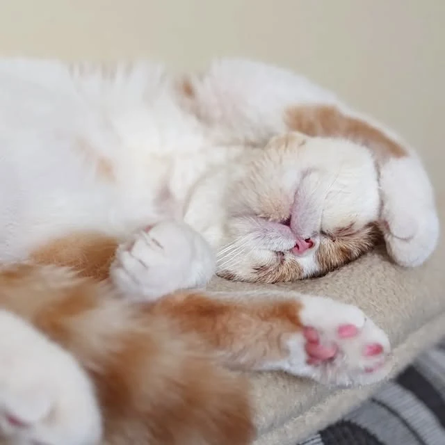 Suki dormido boca arriba, con las patas junto a la cara y sus almohadillas rosas a la vista